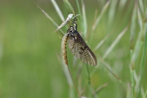 Réf. 343 872 : Ephemera vulgata